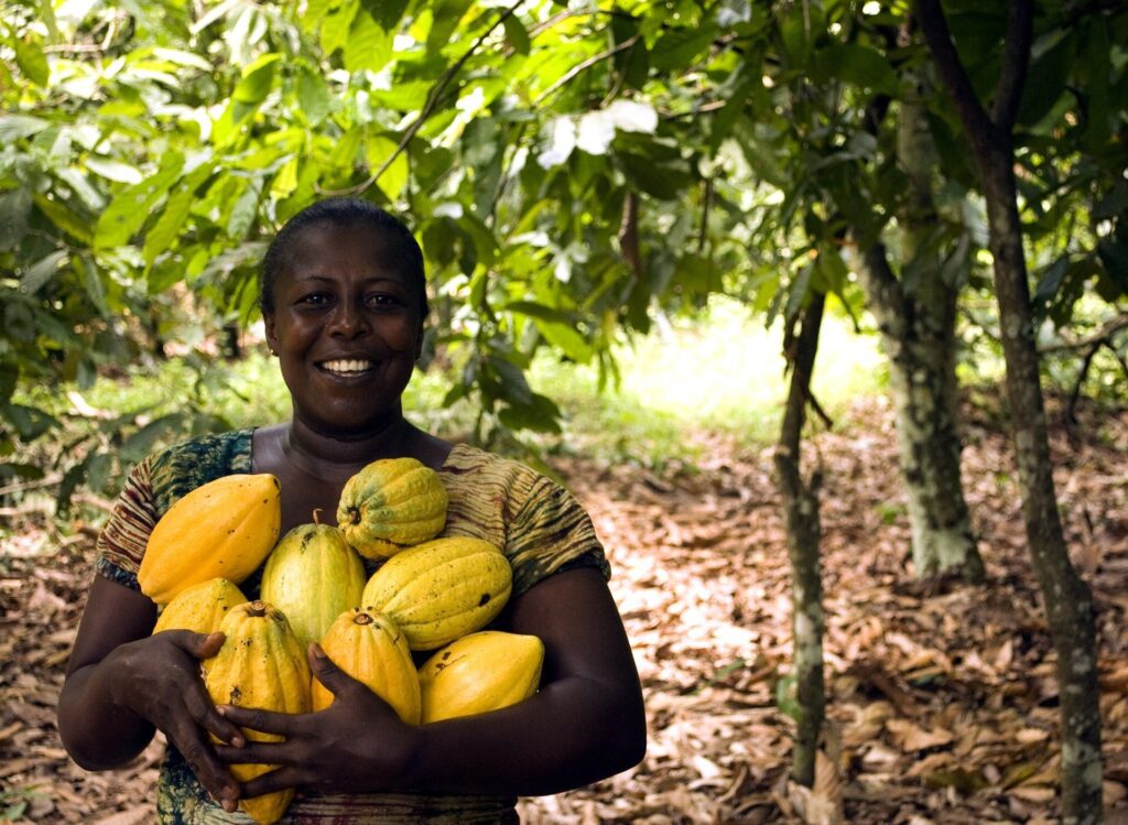 Farmer holding an armful of ripe yellow cocoa pods on a cocoa farm in Ghana