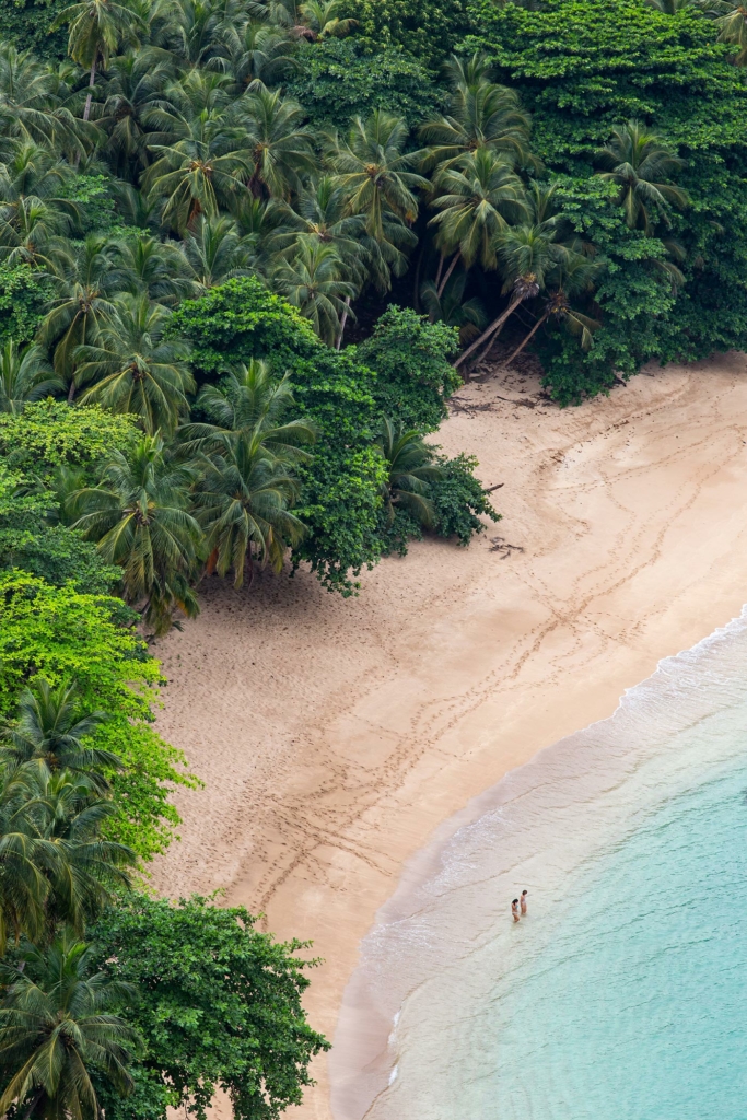 Hatchling sea turtle crossing the sand toward the ocean on Príncipe Island 