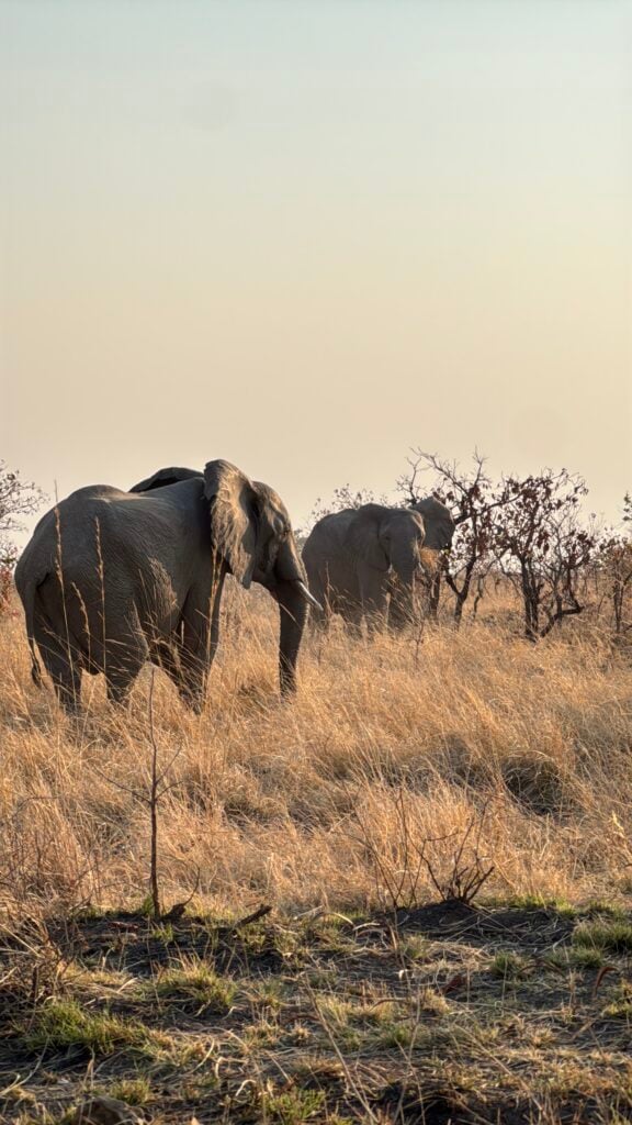 Mark Mpundu on Nshima, the Zambezi and Going Where the Locals Go 4 Elephants in Kafue National Park, Zambia